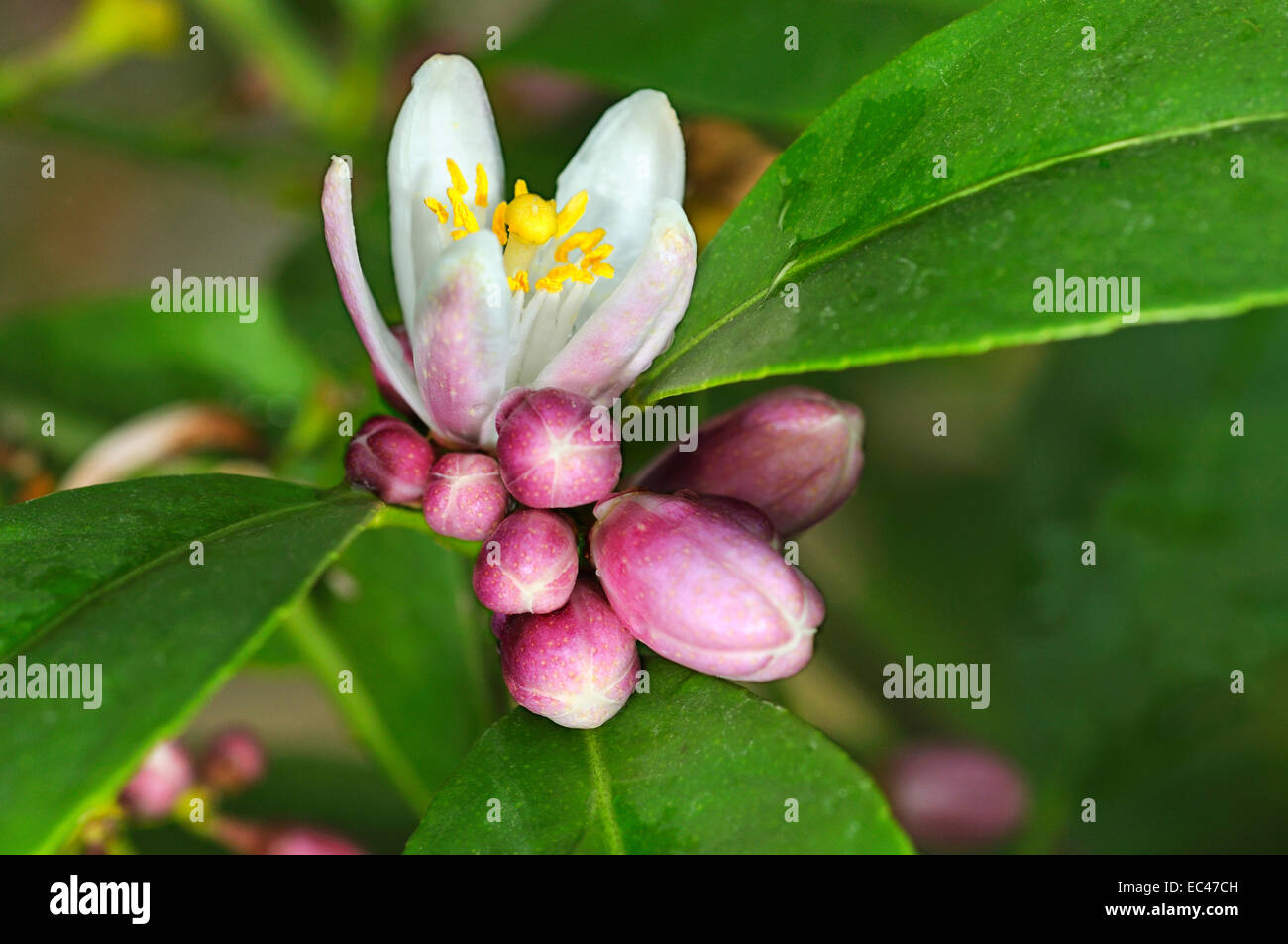 Flower of Rangpur fruit, Lemandarin, Citrus × limonia, cultivated plant Stock Photo