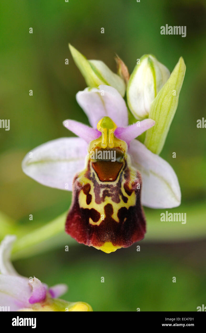 Late spider orchid, Ophrys holoserica, Terrestrian Orchid, Orchidaceae Stock Photo