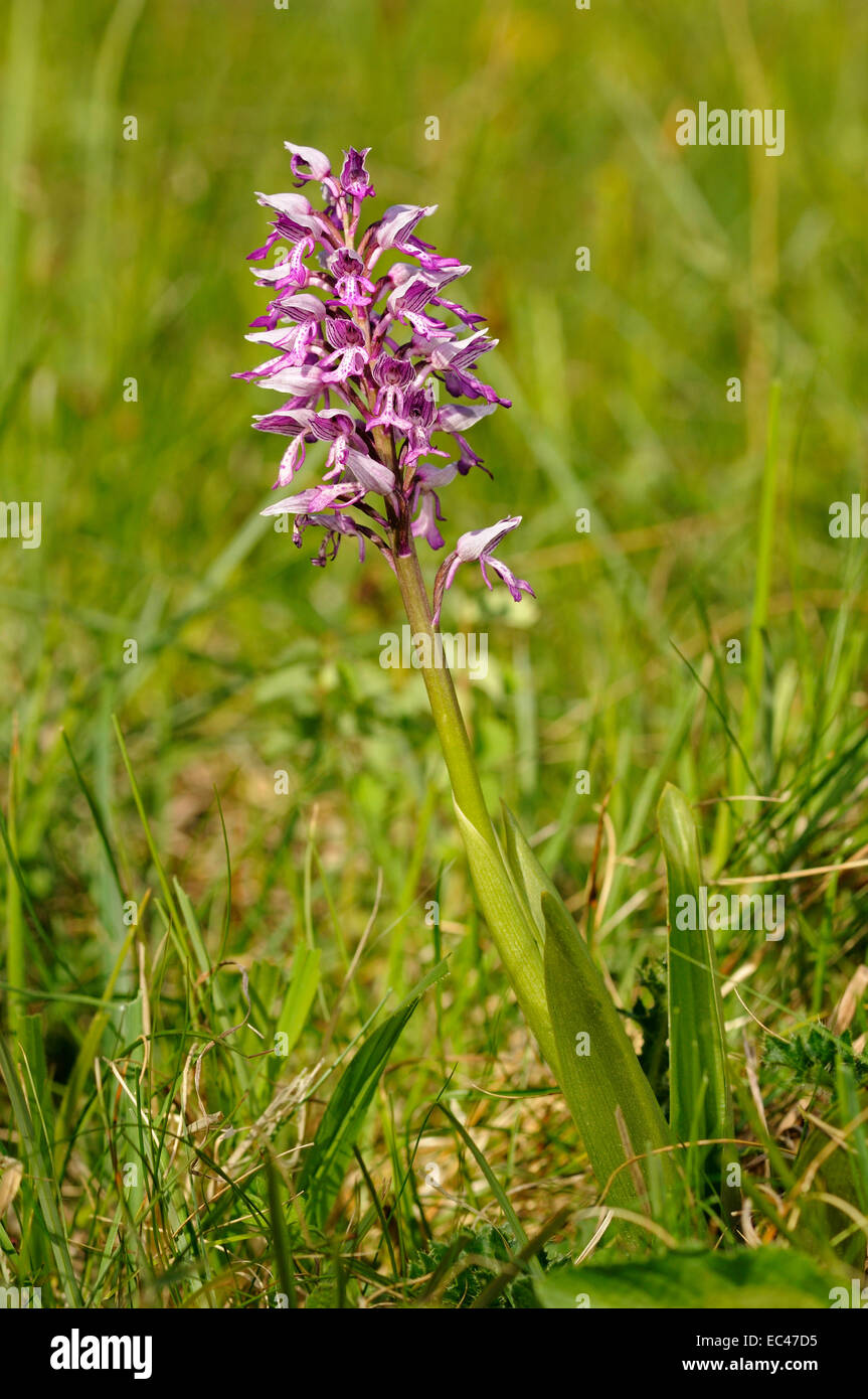 Orchis militaris, Military Orchid, Terrestrial Orchid, Orchidaceae Stock Photo