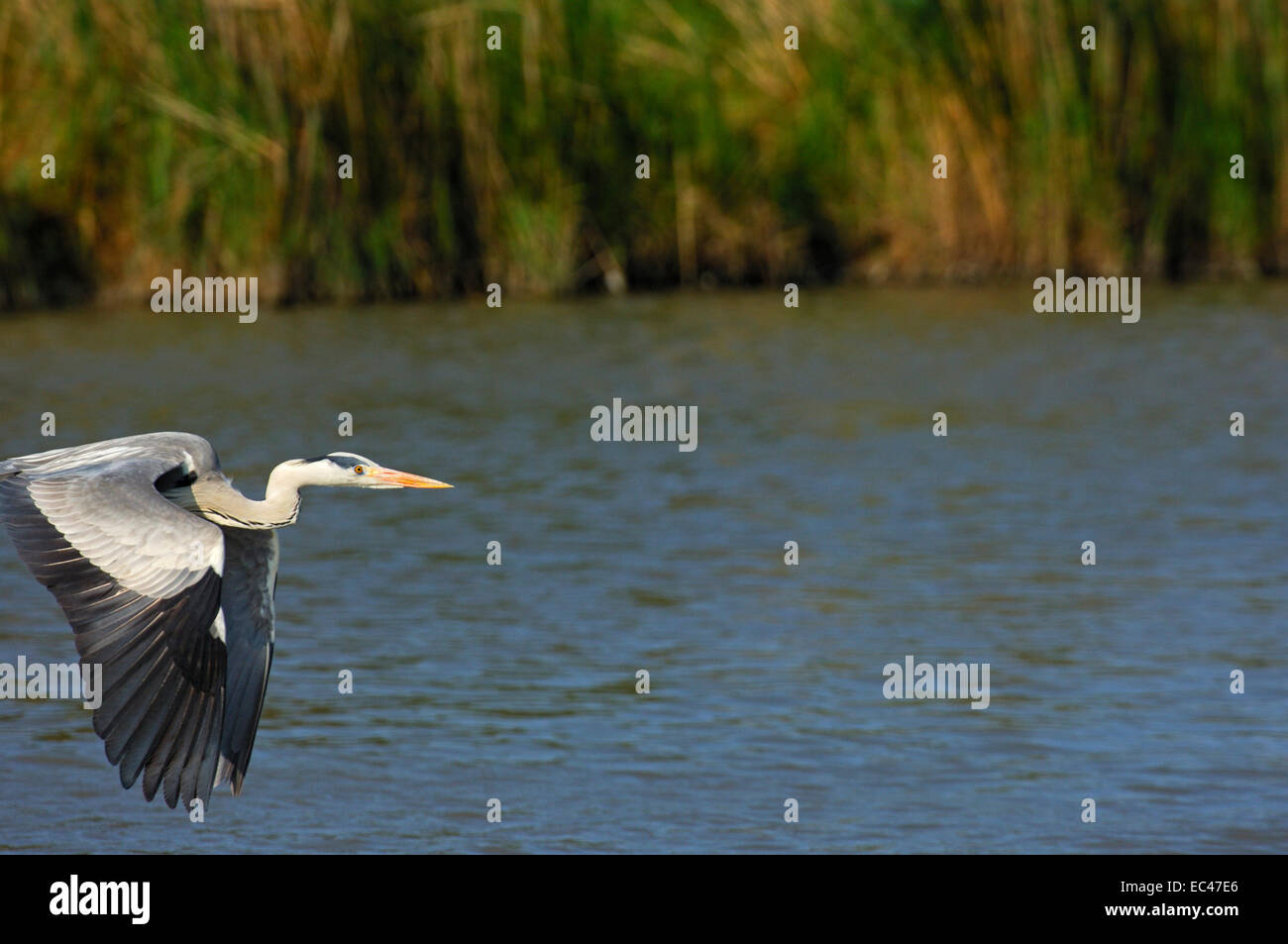 Flying Grey Heron, copy-space on the right side Stock Photo