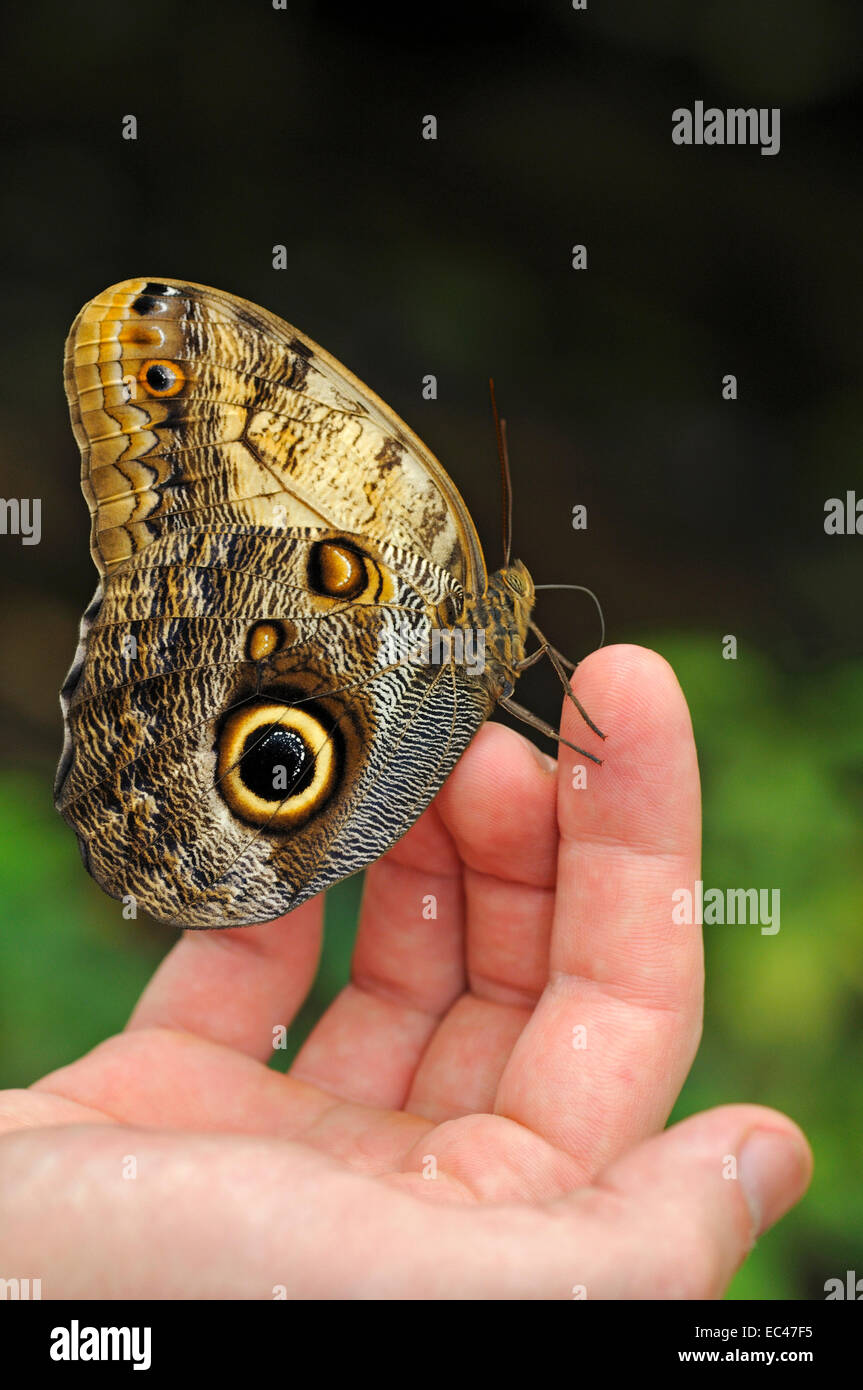 Tropical Owl butterfly sitting on a hand Stock Photo
