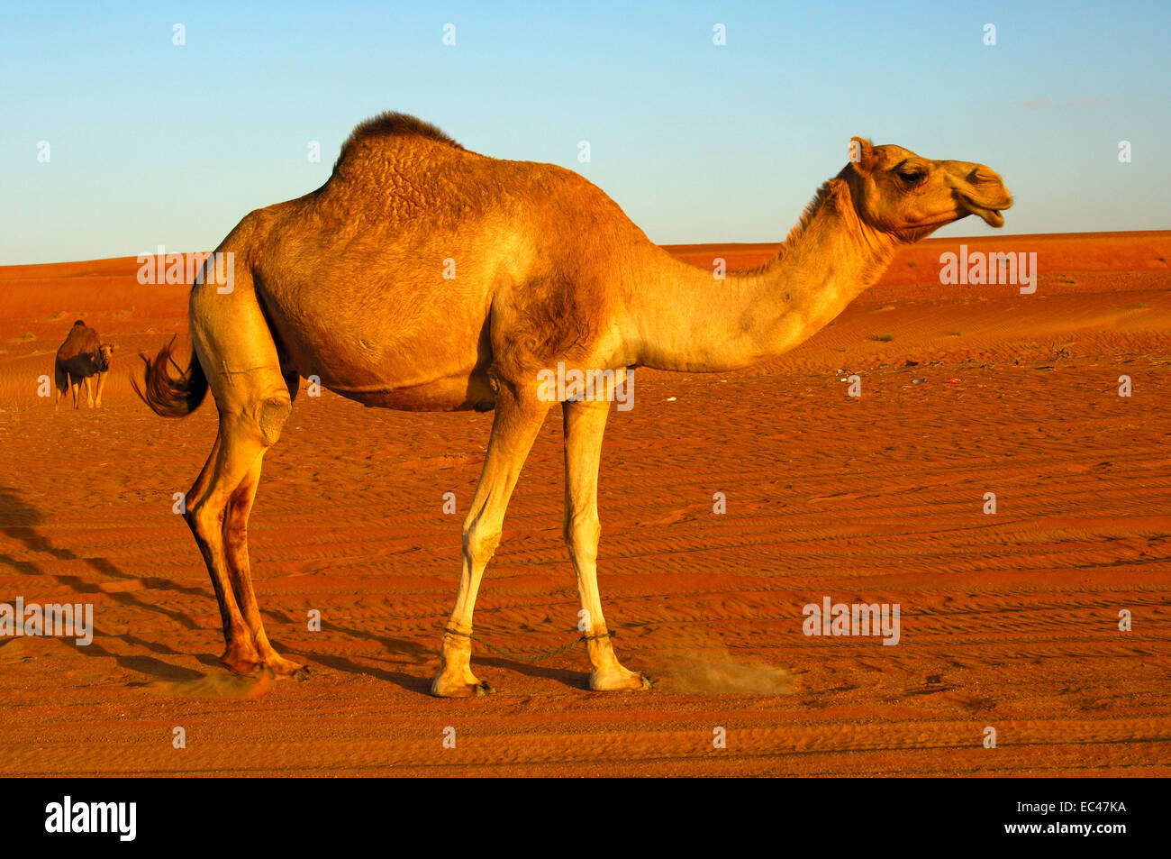 Dromedary or Arabian Camel with shackles roaming in the desert, Oman