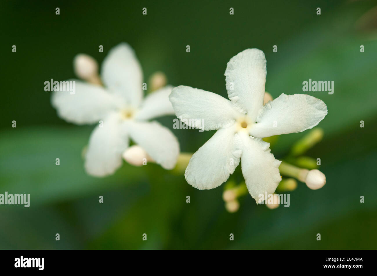 Jasmine flowers, Jasminum officinale Stock Photo