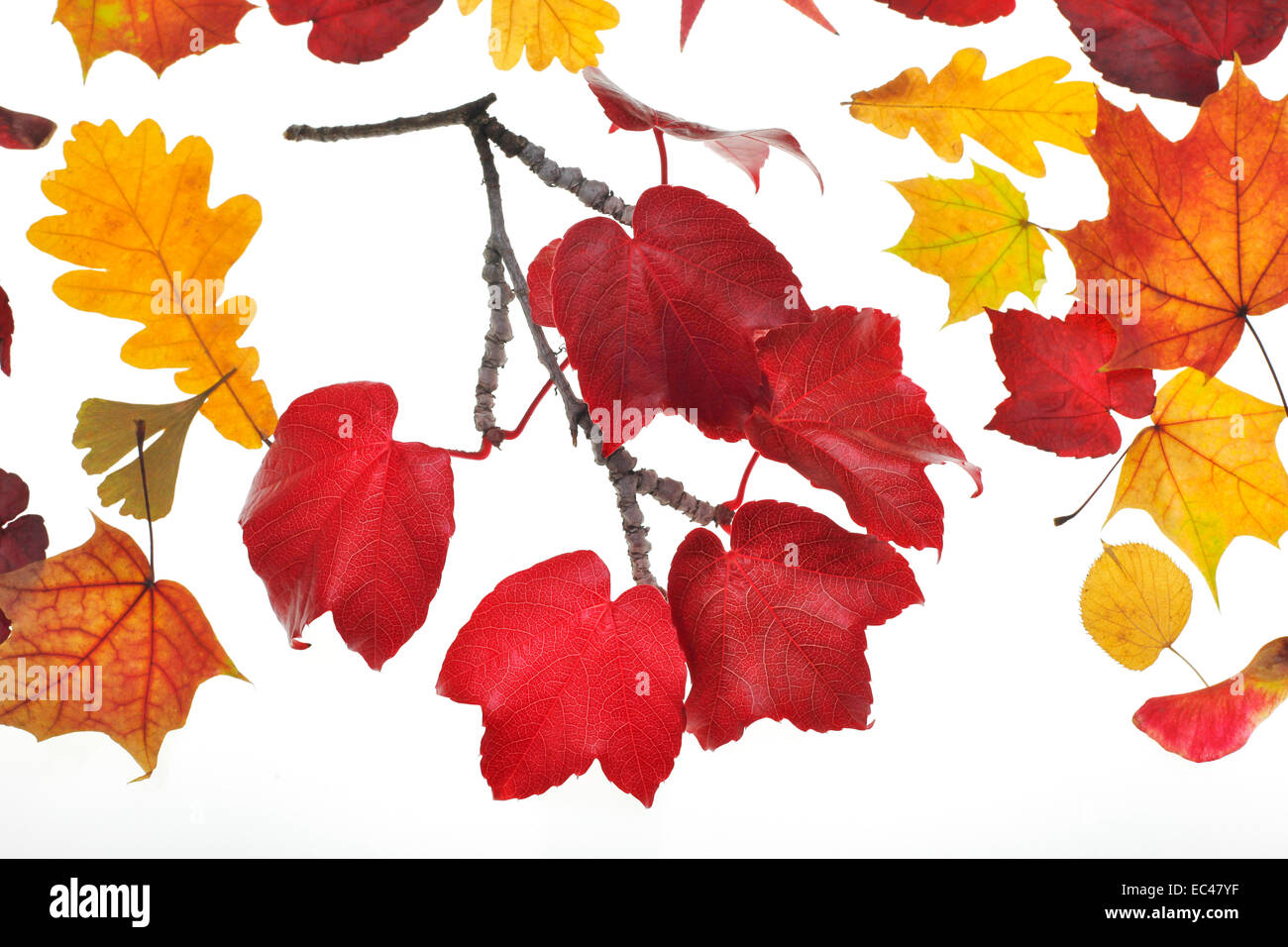 Different Plant Leaves Hi res Stock Photography And Images Alamy different-plant-leaves-hi-res-stock-photography-and-images-alamy