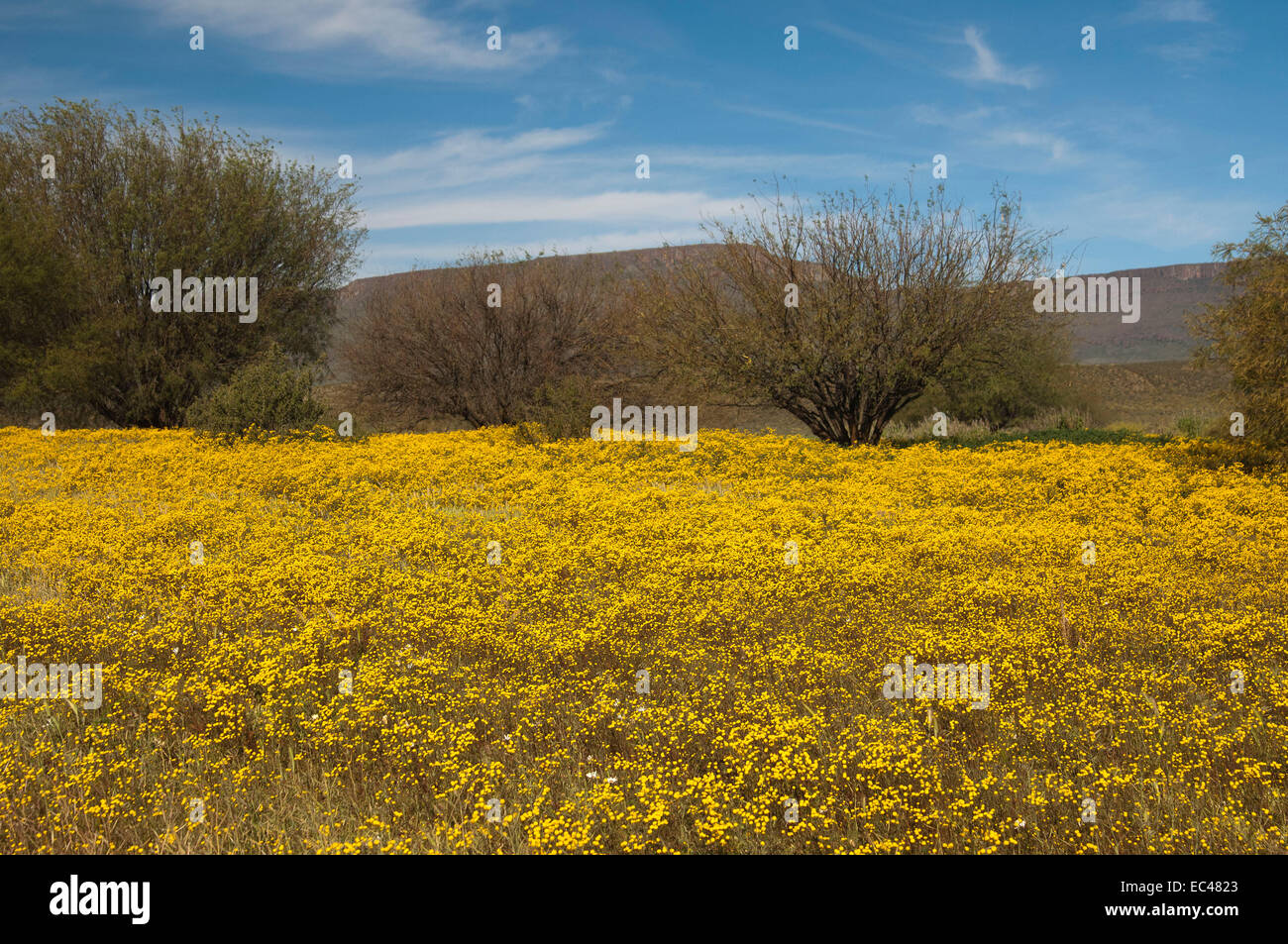 Spring flower display near Calvinia, South Africa Stock Photo