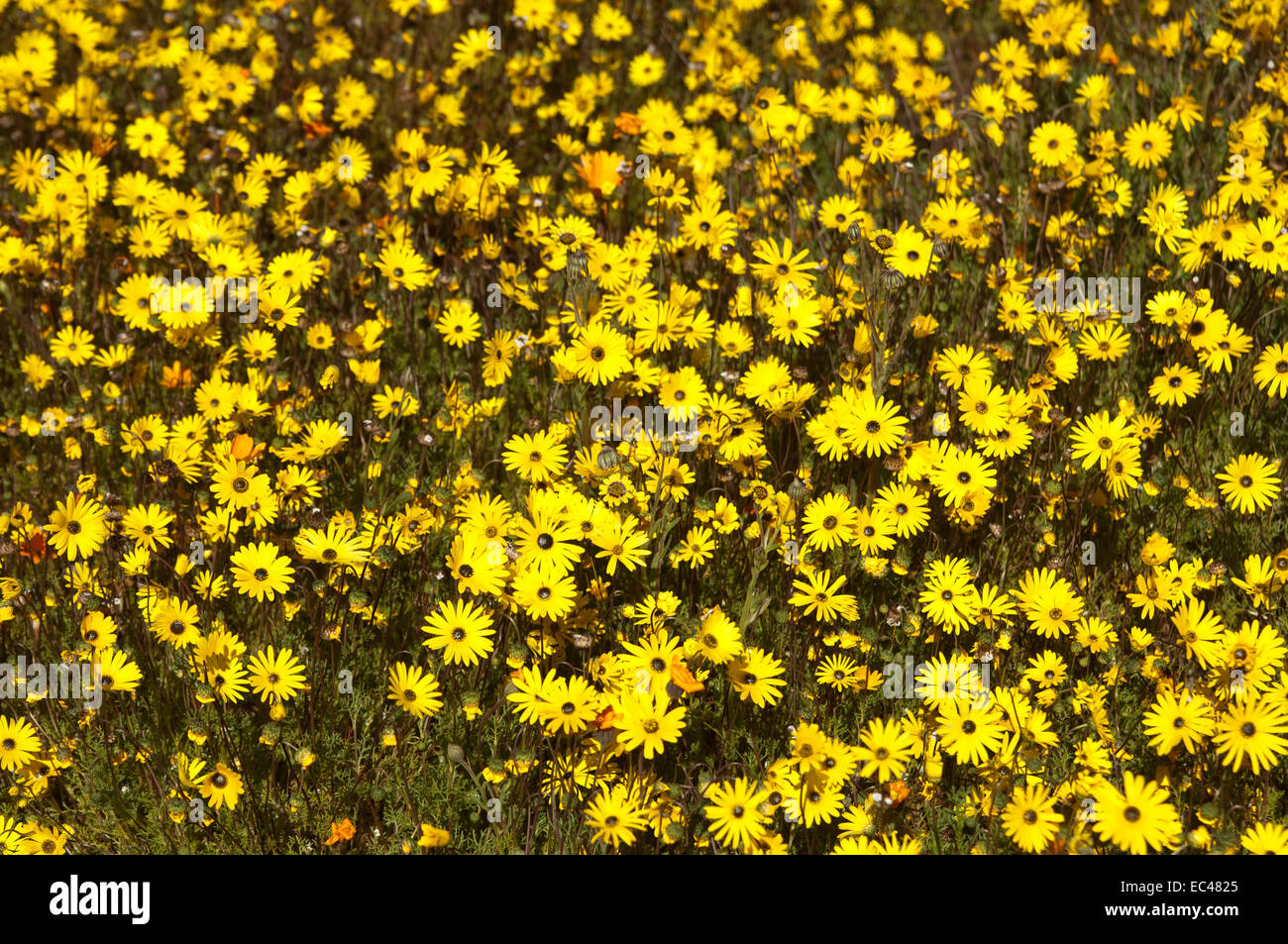 Spring flower display , Namaqualand, South Af Stock Photo