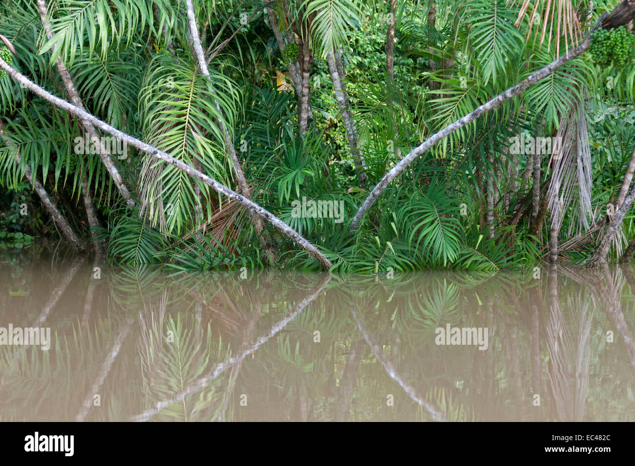 Astrocaryum palm trees at at the Tiputini river, Ecuador Stock Photo
