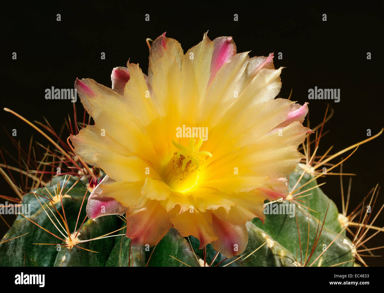 Yellow flower of an Echinopsis cactus Stock Photo Alamy