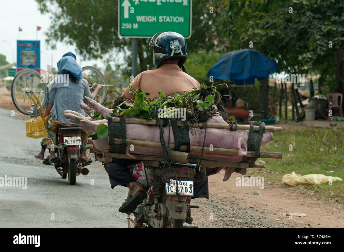 Entire slaughtered pig as a pillion rider on a motorbike, Battambang, Cambodia Stock Photo