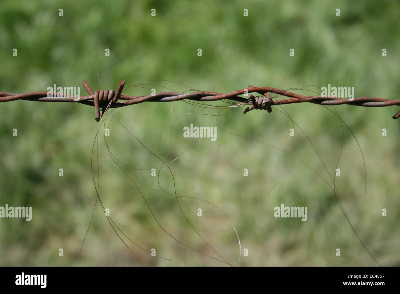 Barbed ground hi-res stock photography and images - Alamy