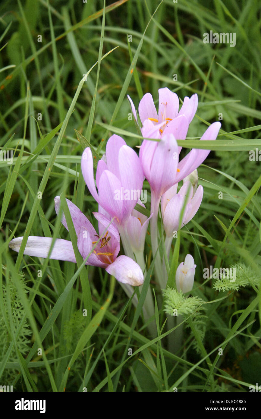 Colchicum autumnale Stock Photo