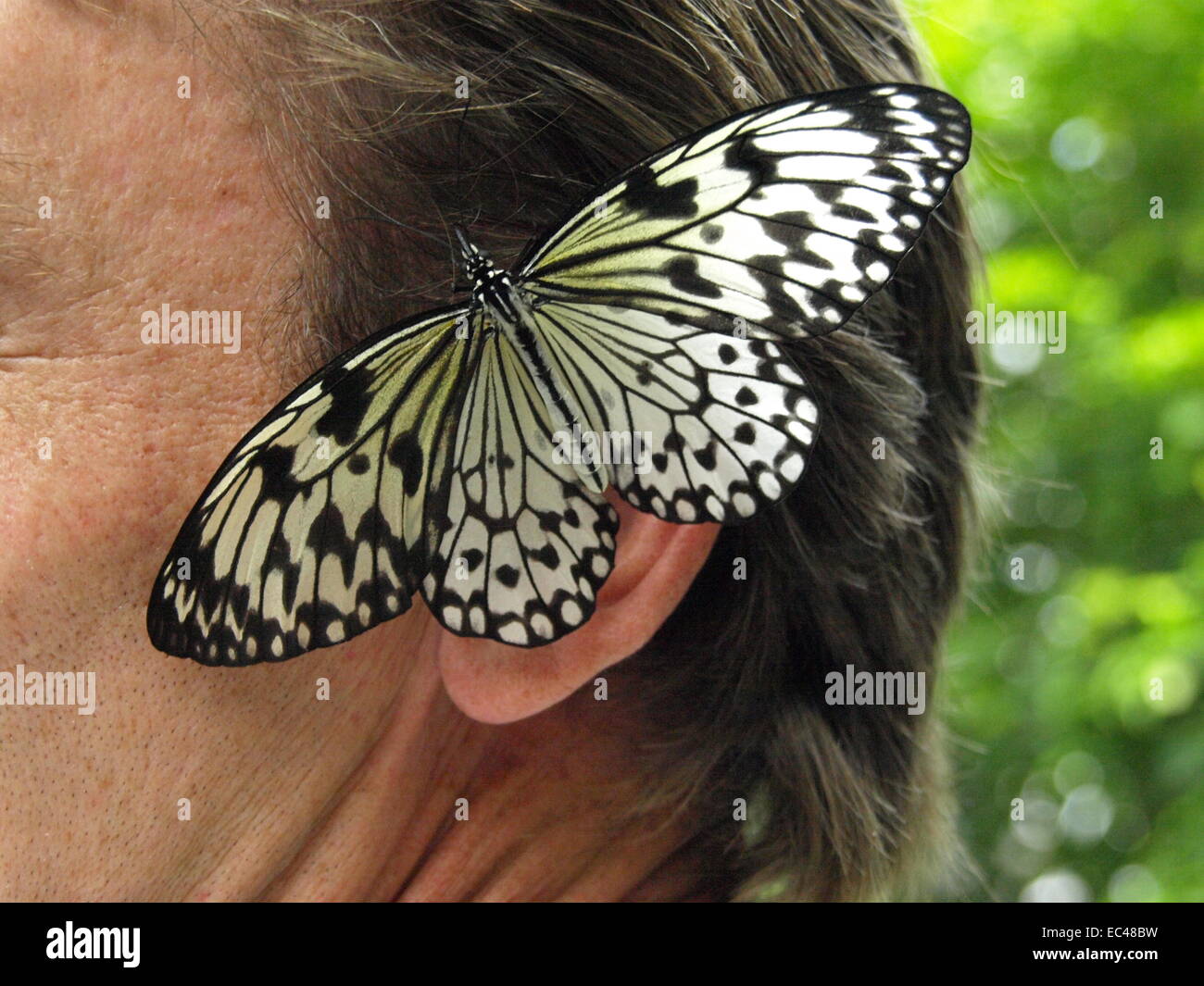 Ear insects hires stock photography and images Alamy
