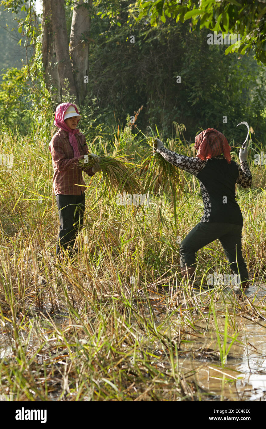 Two farmers harvesting rice, Siem Reap countryside, Cambodia Stock Photo