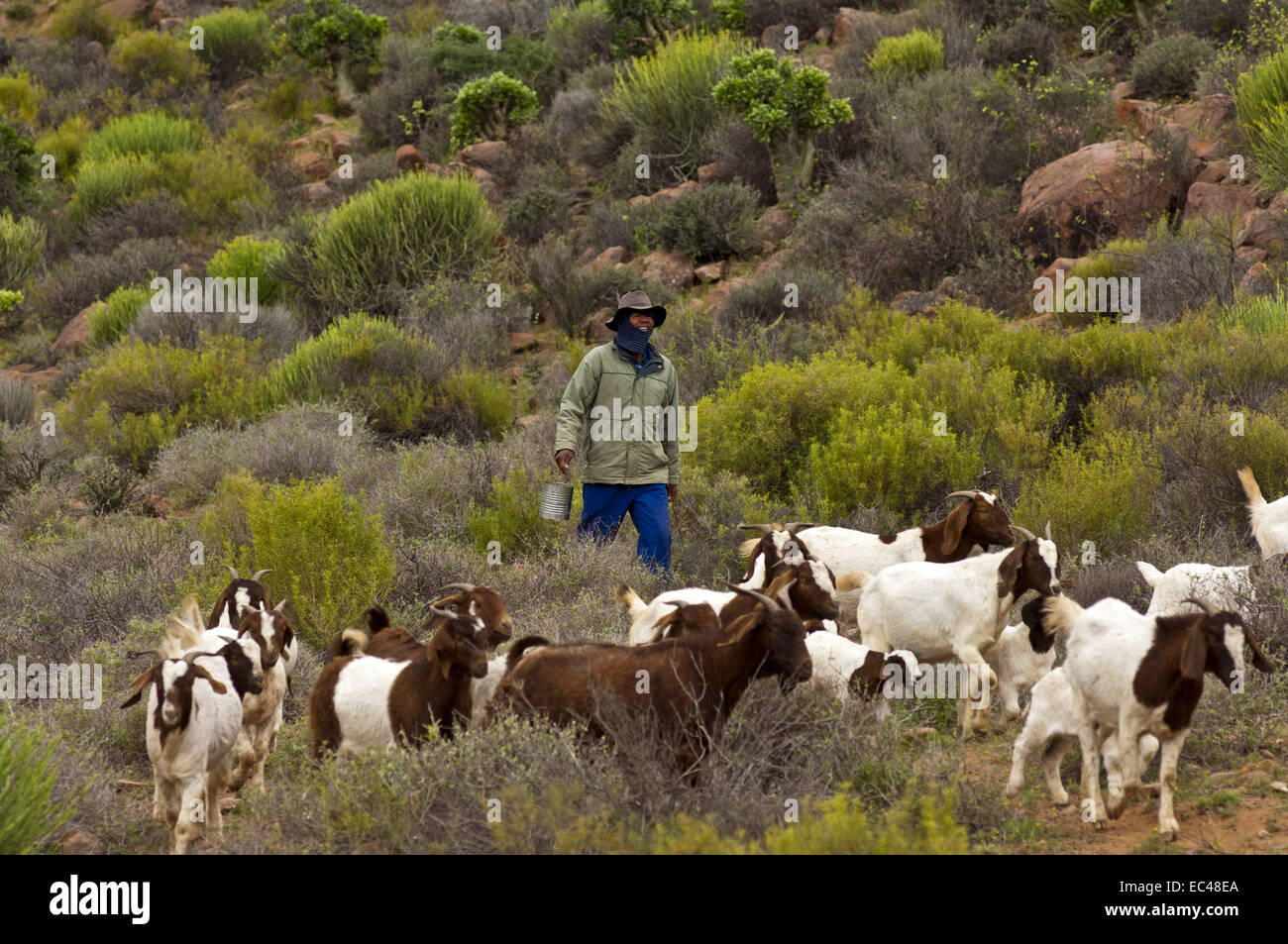 Nama goat herder with a herd of Boer goats, Richtersveld, Northern Cape province, Sout Stock Photo