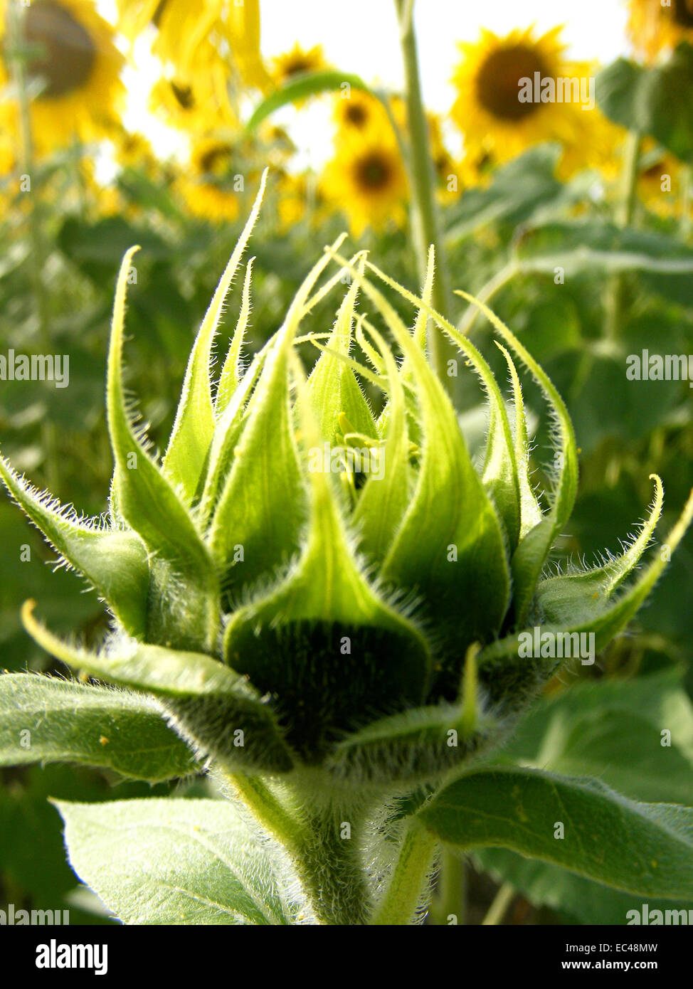 Sunflower, Bud Stock Photo Alamy