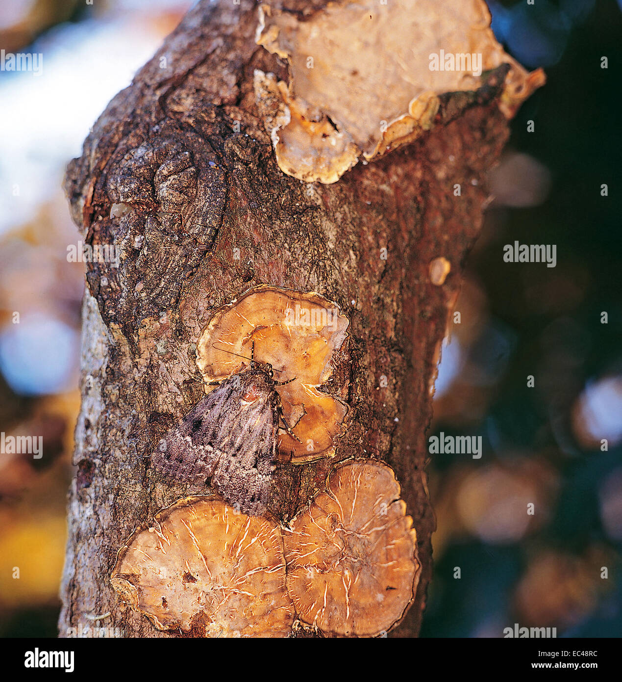 Mimicry -  Svensson's copper underwing Moth (Amphipyra berbera) camouflaged on bark tree with lichens Stock Photo