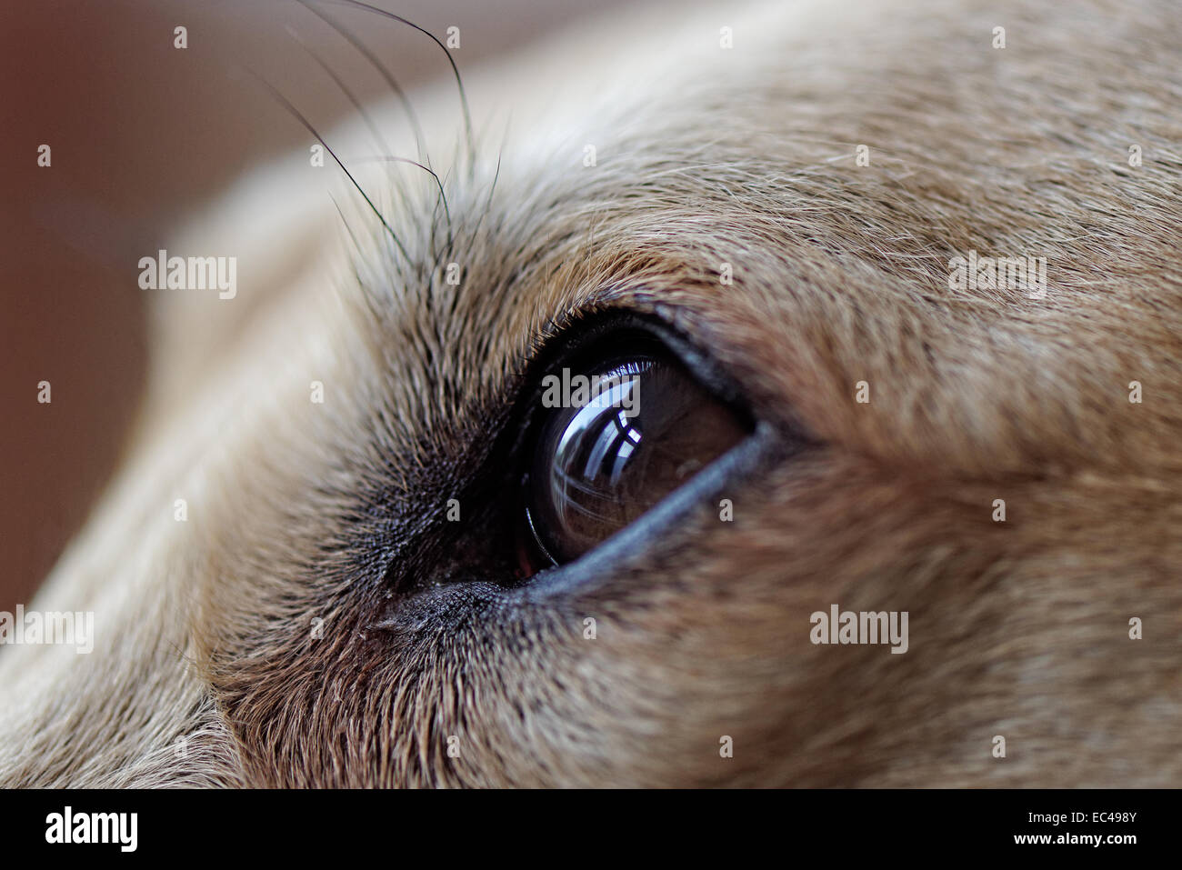 Close up of a dog's eye with a reflection of a window. Shallow depth of