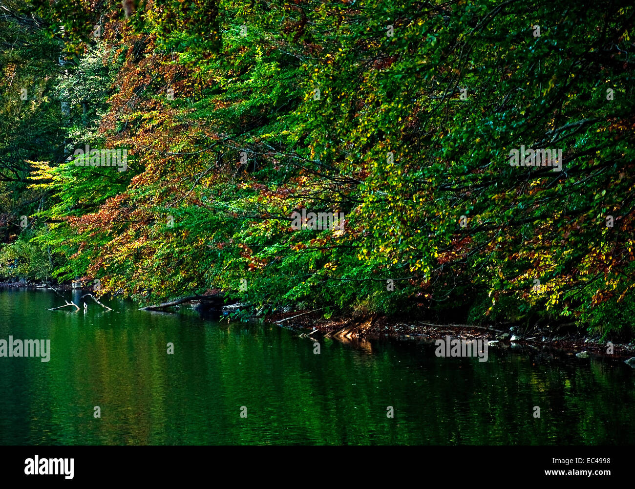 The autumn forest on the lake Stock Photo