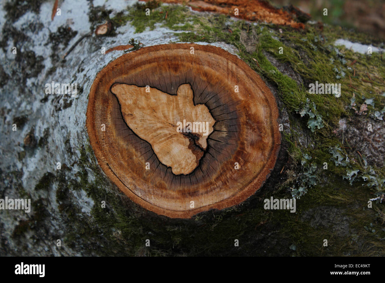 Tree Stock Photo