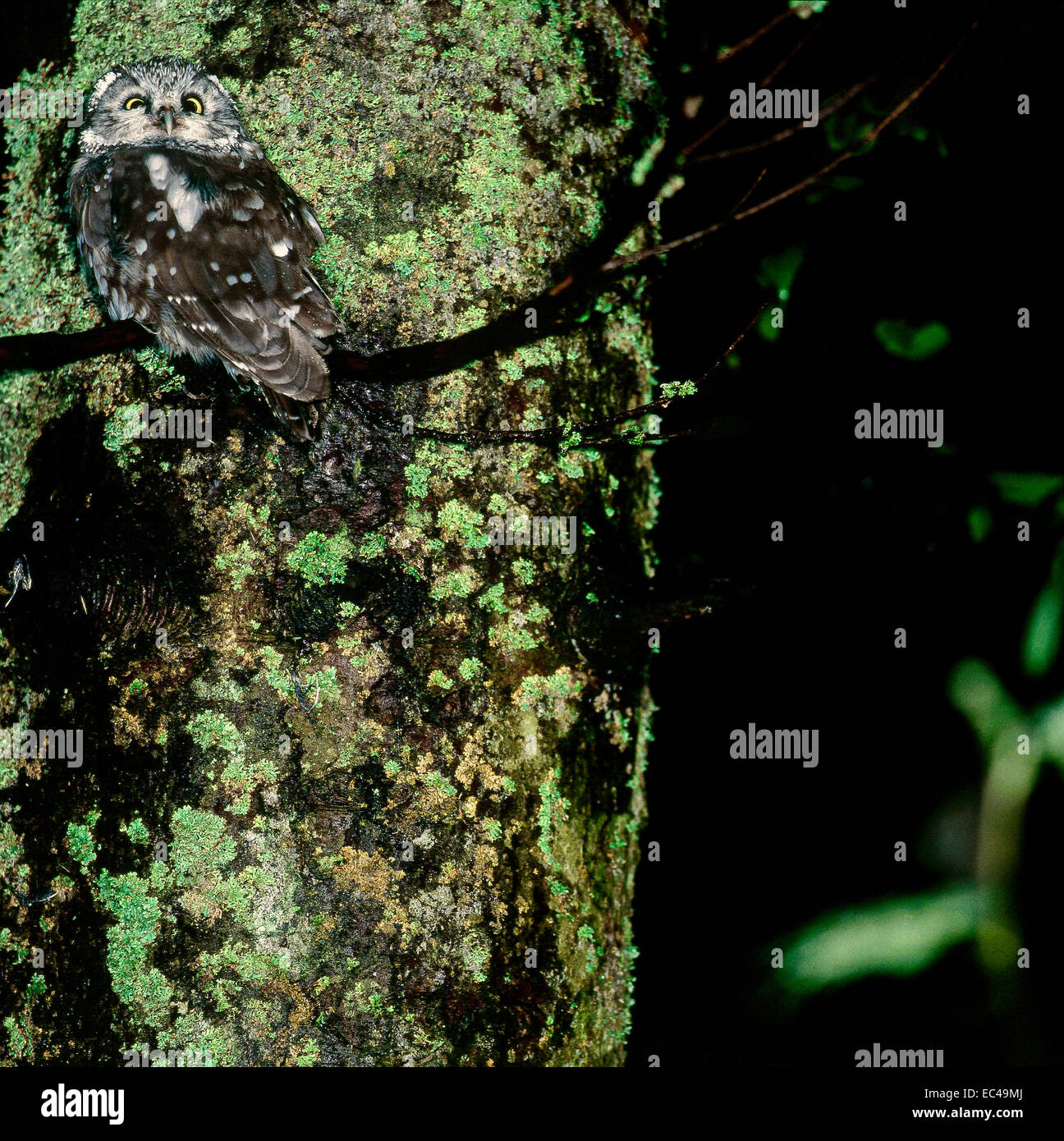 Mimicry -Tengmalm's Owl (Aegolius funereus) camouflaged on a bark covered with lichens and mosses Stock Photo