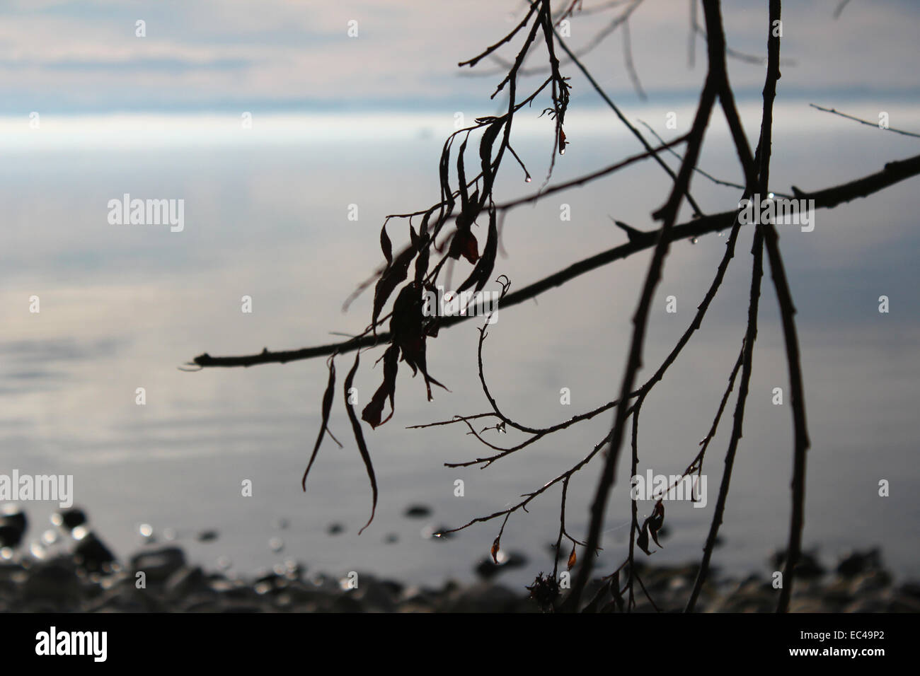 Fog over lake hi-res stock photography and images - Alamy