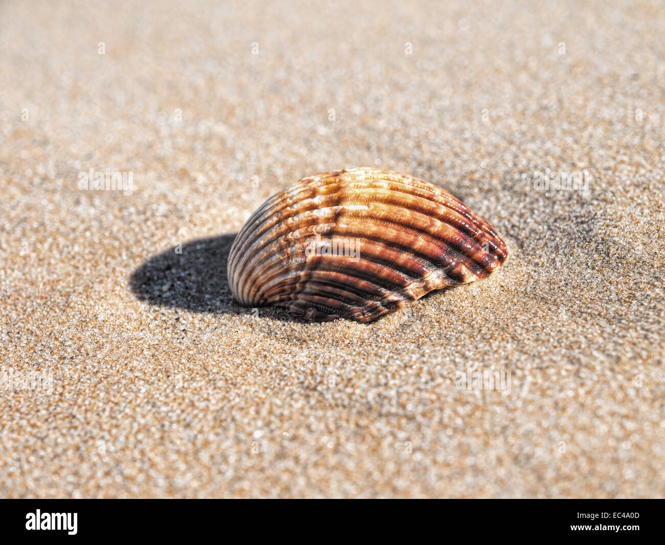 Shell on the beach Stock Photo Alamy