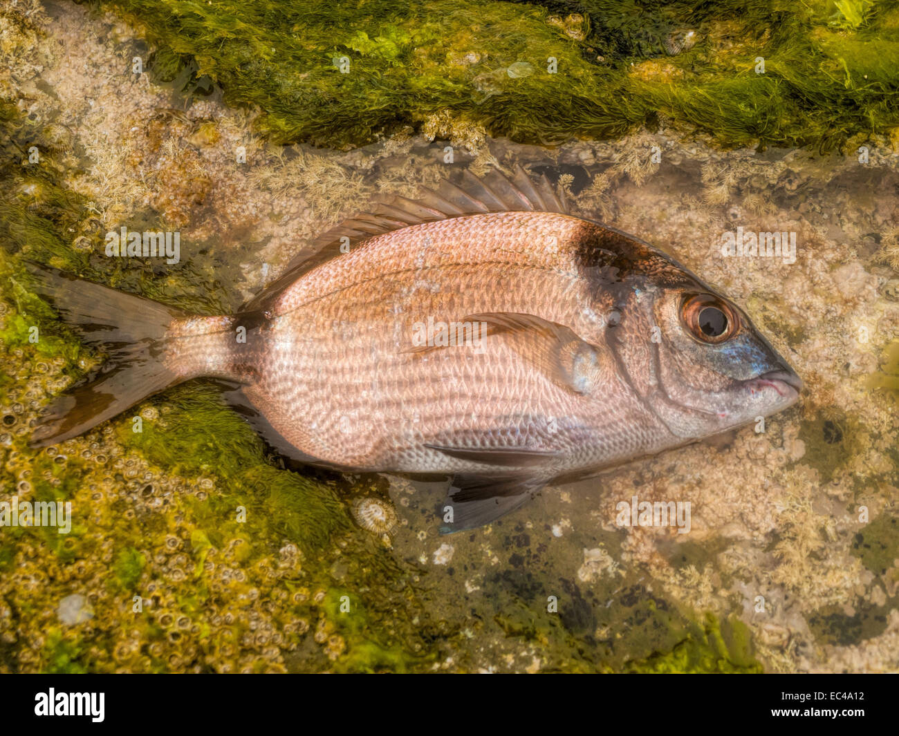 Just fished sea bass on a rock in sea ocean as natural background Stock Photo