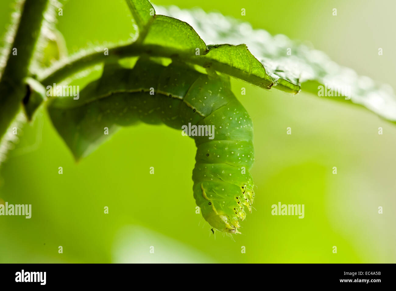 Caterpillar, Copper Underwing, Amphipyra pyramidea Stock Photo