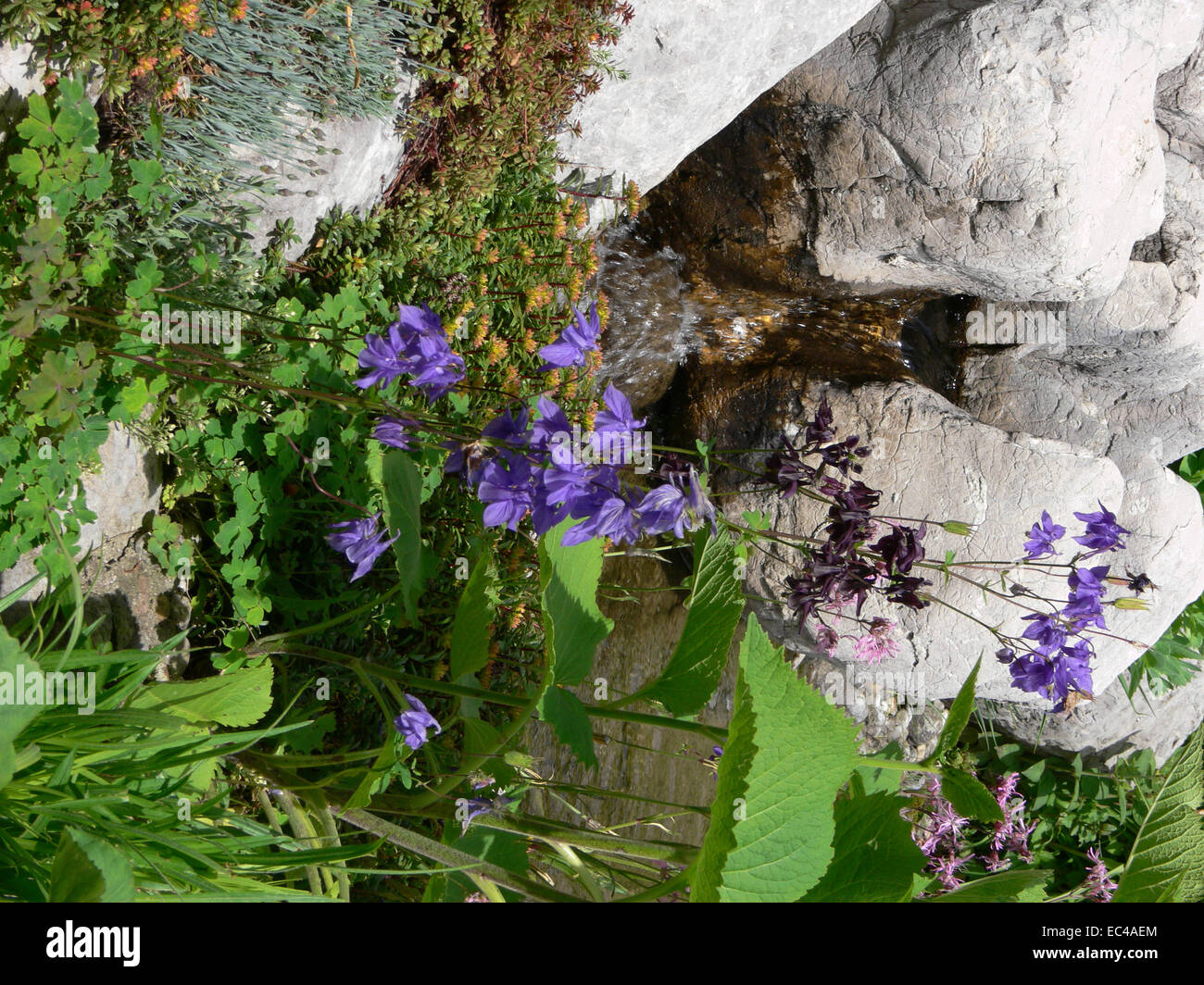 Plants in the Garden Stock Photo - Alamy