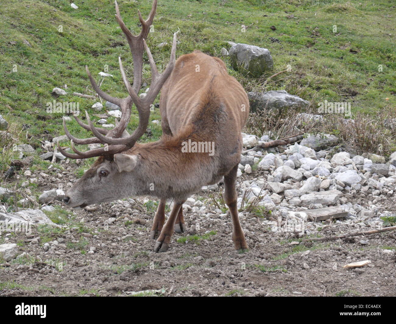 Red Deer, Cervus elaphus Stock Photo - Alamy
