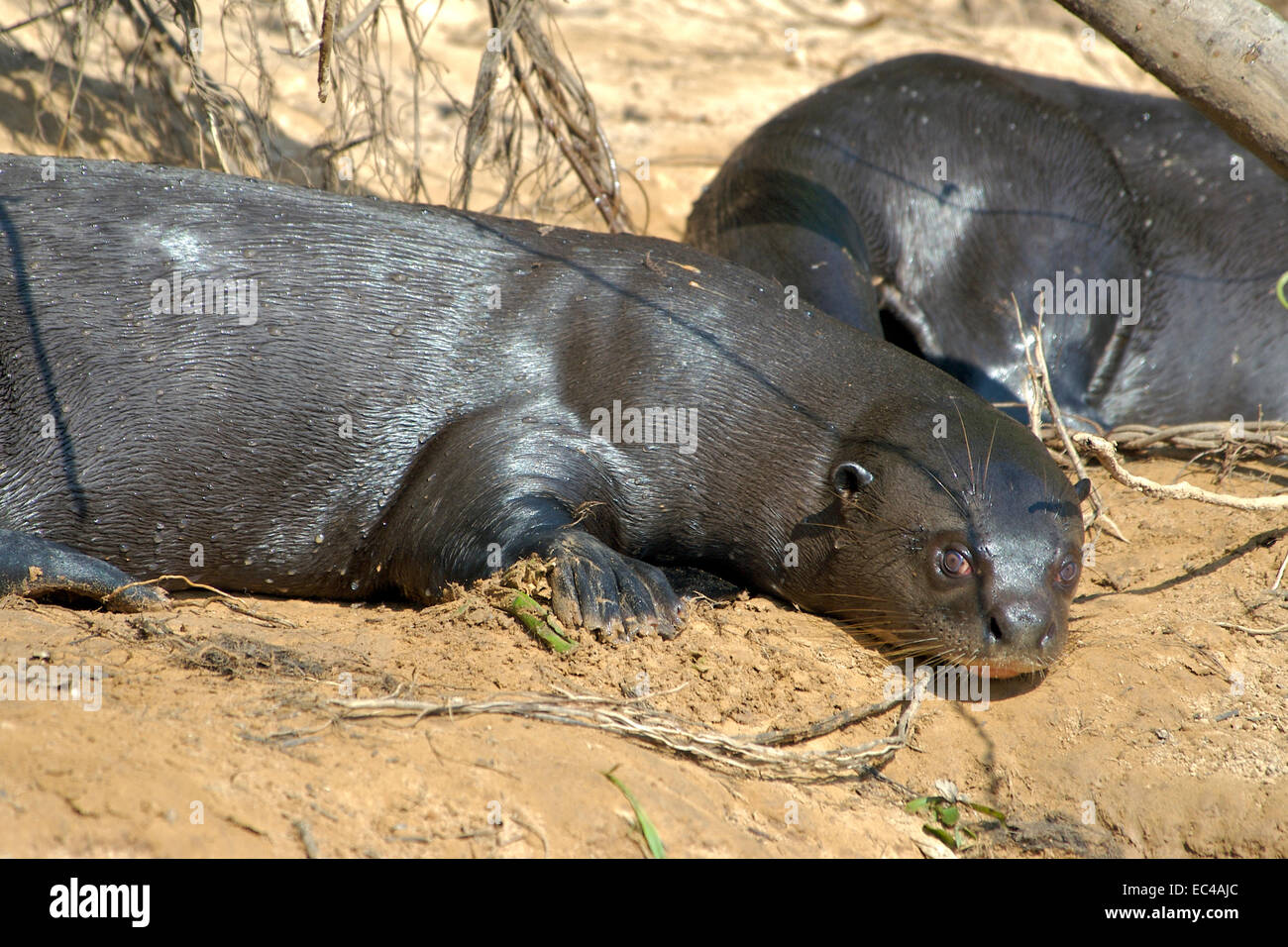 Giant otter, Pteronula brasiliensis, Pantanal, Brazil Stock Photo