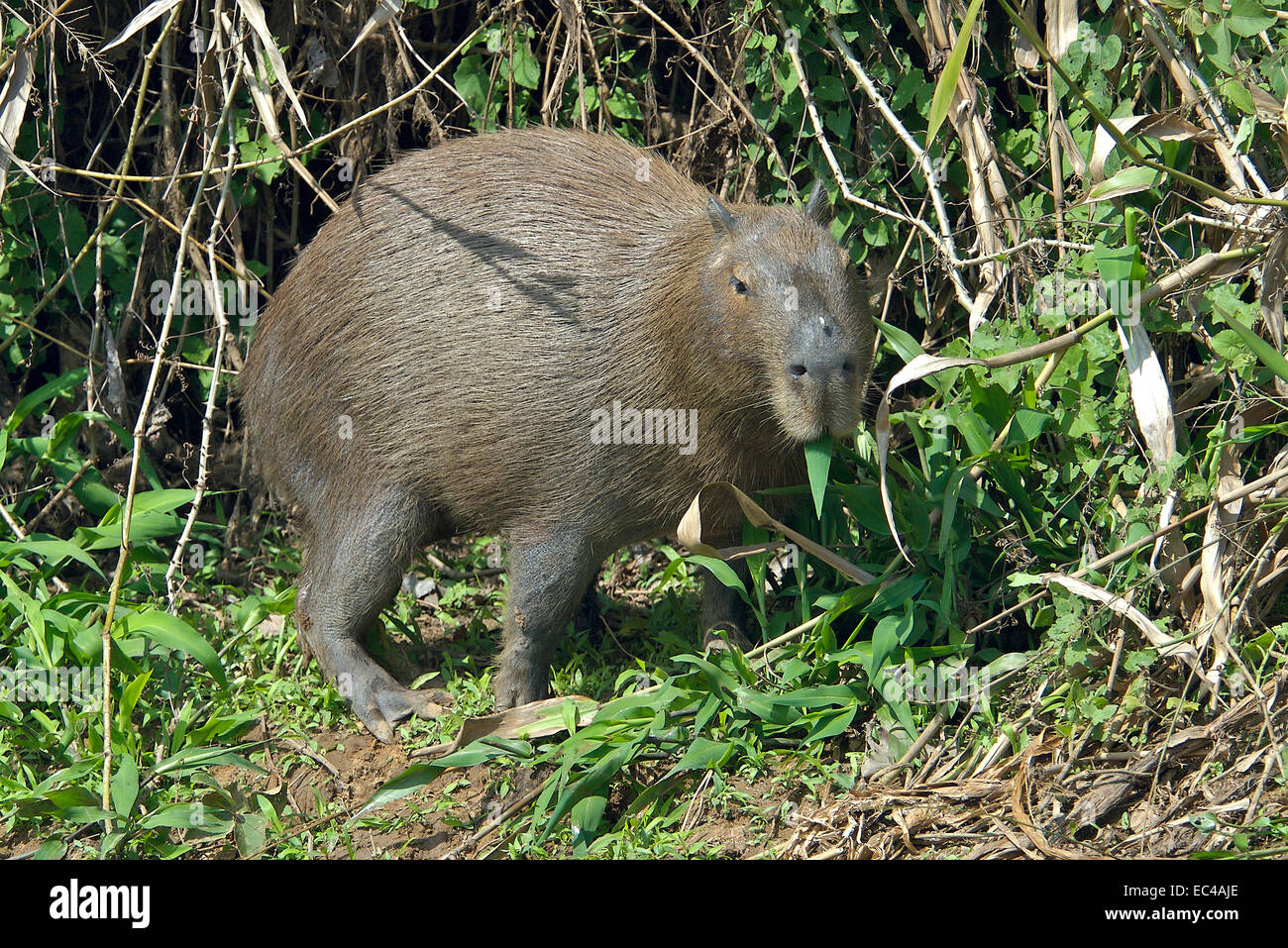 Capybara, Hydorchaeris hydrochaeris, Pantanal, Brazil Stock Photo - Alamy