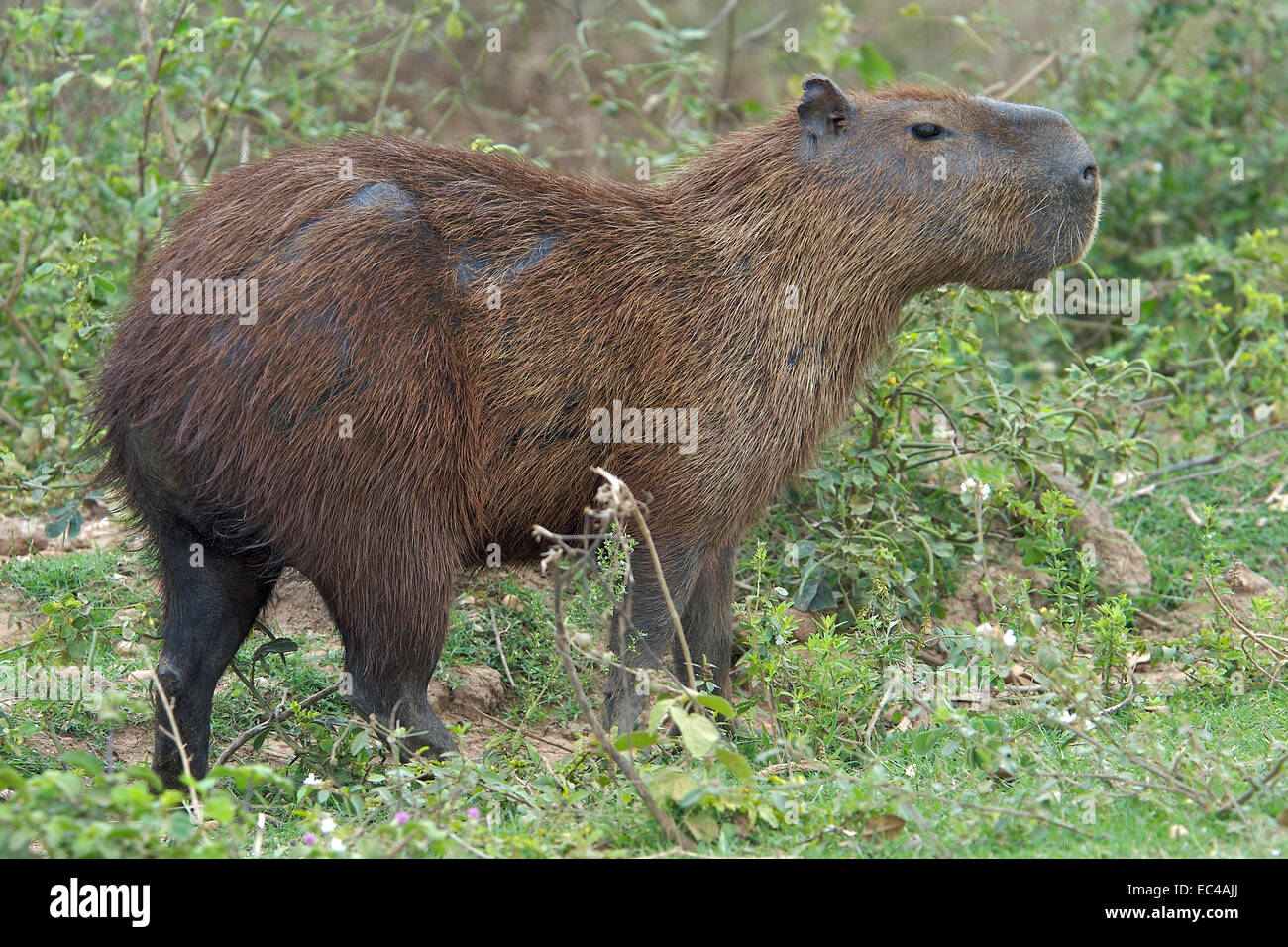 Capybara, Hydorchaeris hydrochaeris, Pantanal, Brazil Stock Photo - Alamy