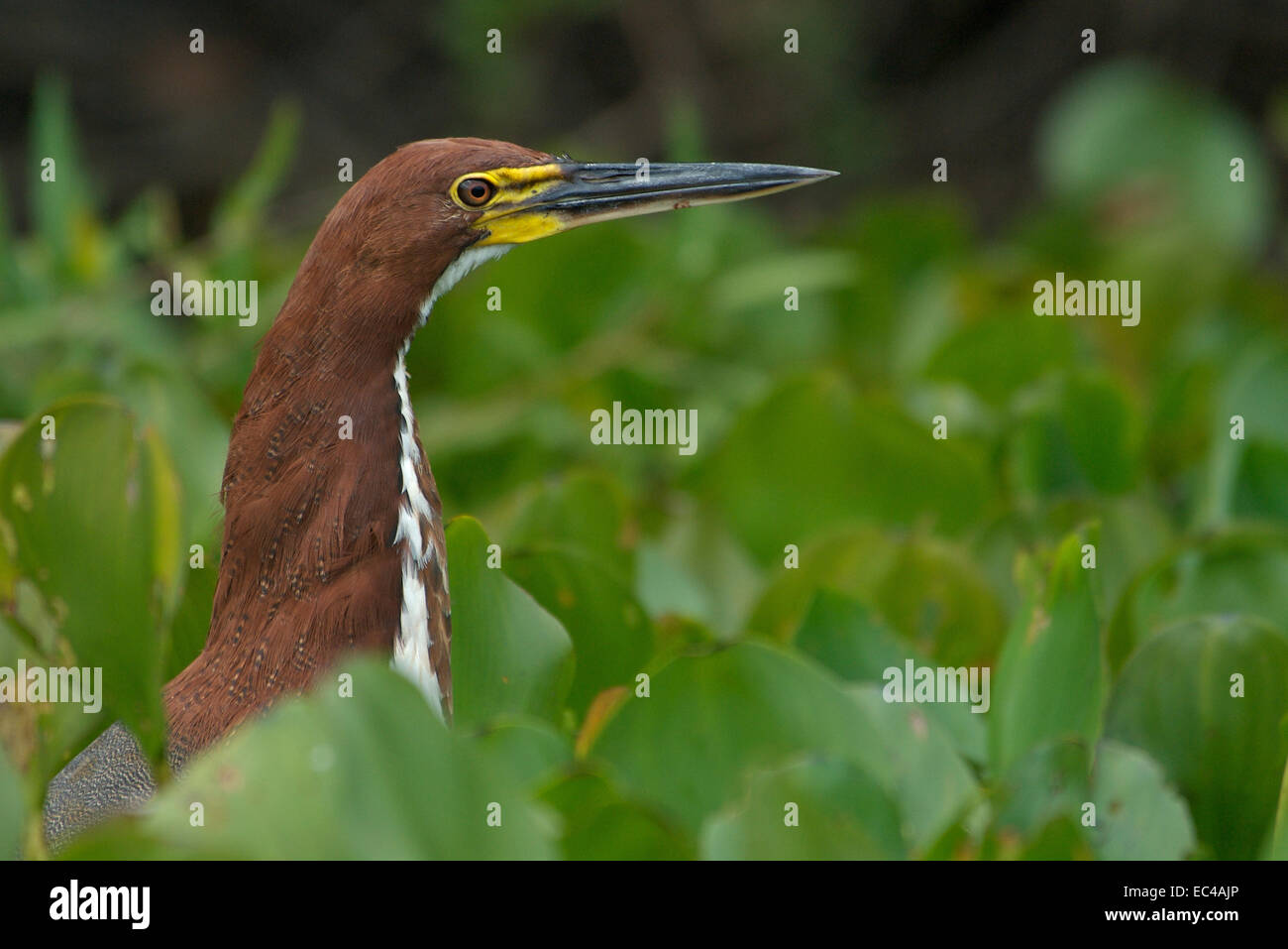 Heron, Tigrisoma lineatum, Pantanal, Brazil Stock Photo