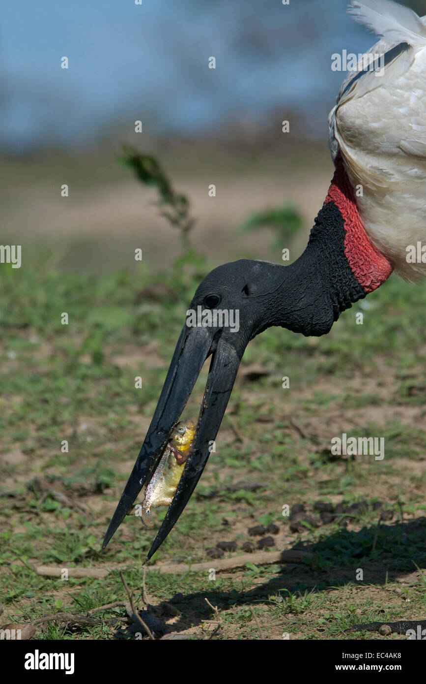 Jabiru, Jabiru mycteria eats a piranha, Pantanal, Brazil Stock Photo