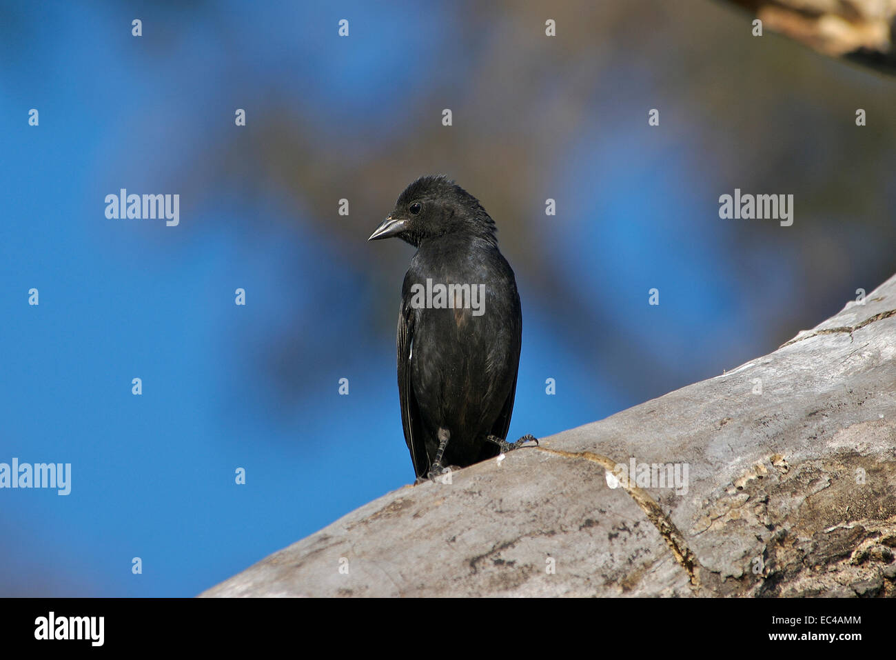 Chopi Blackbird, Gnorimopsar chopi, Pantanal, Brazil Stock Photo