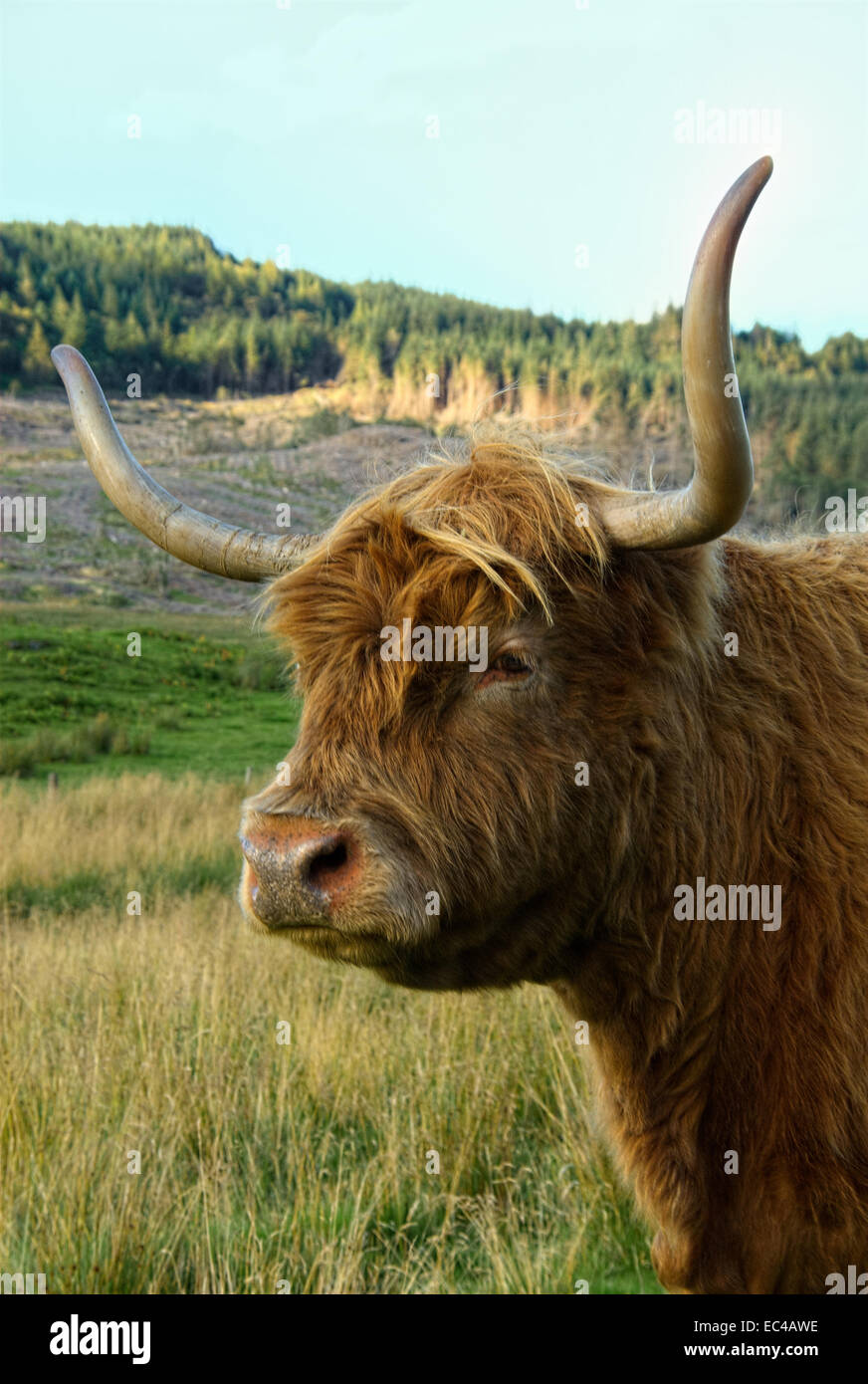 A magnificent highland cow as seen in Glen Lonan in the Highlands of ...