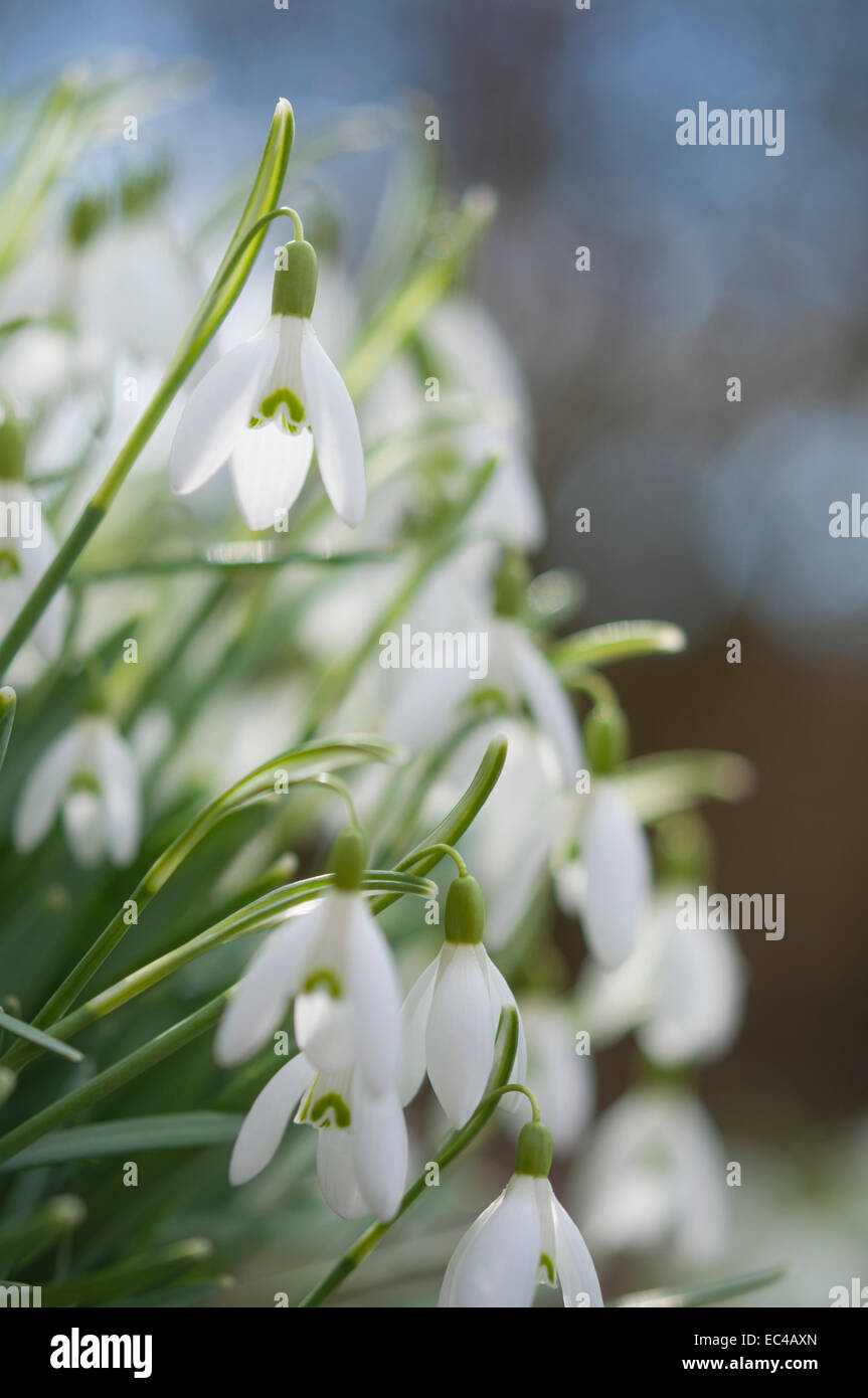 A clump of late winter/early spring Snowdrops in a garden setting with a background of blue sky Stock Photo