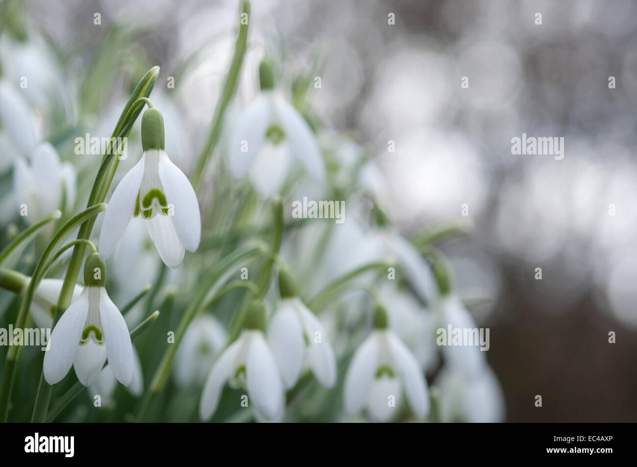 A clump of single Snowdrops with a light background. Taken from a low angle in a garden setting. Stock Photo