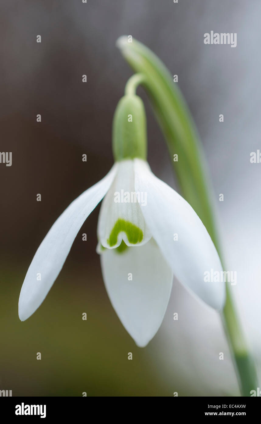 A single Snowdrop flower with green markings on the center petals. Stock Photo