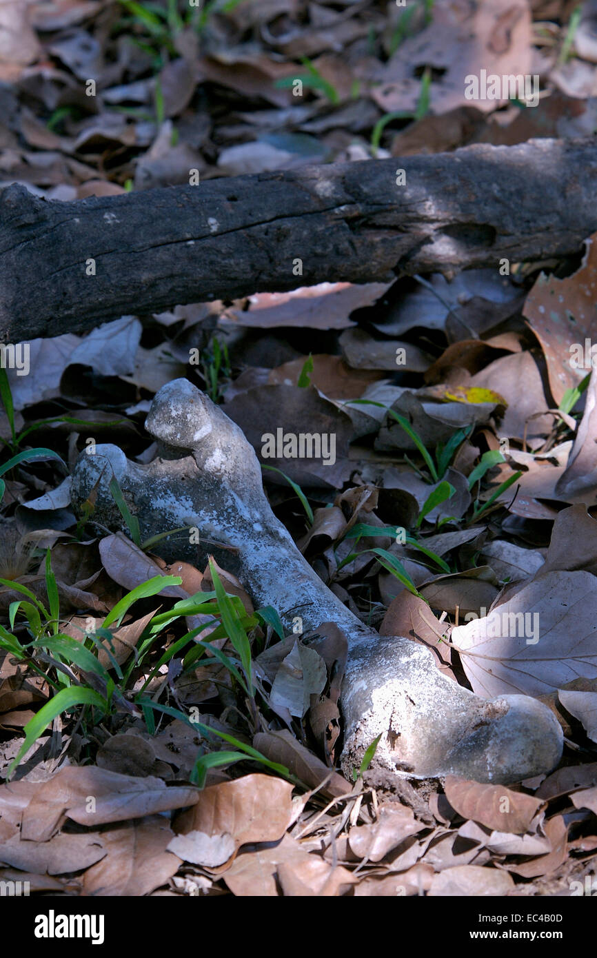 Bone in the jungle, Pantanal, Brazil Stock Photo