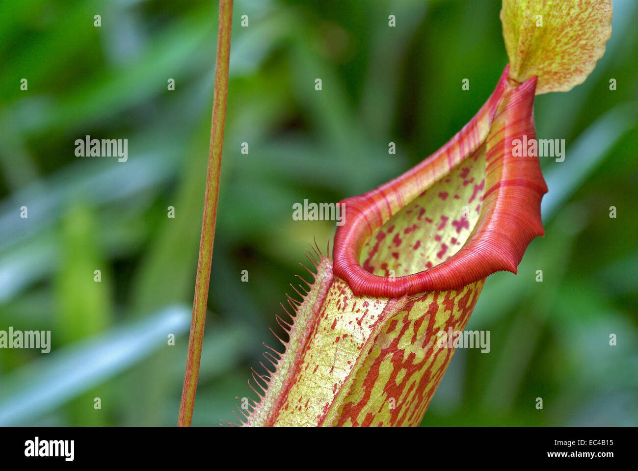 Nepenthes, carnivorous plant Stock Photo