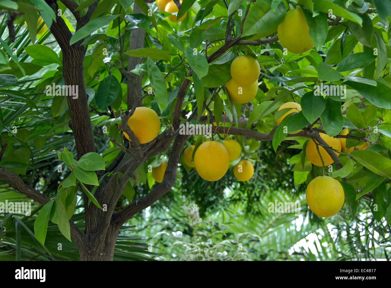 Orange tree citrus sinensis hi-res stock photography and images - Alamy