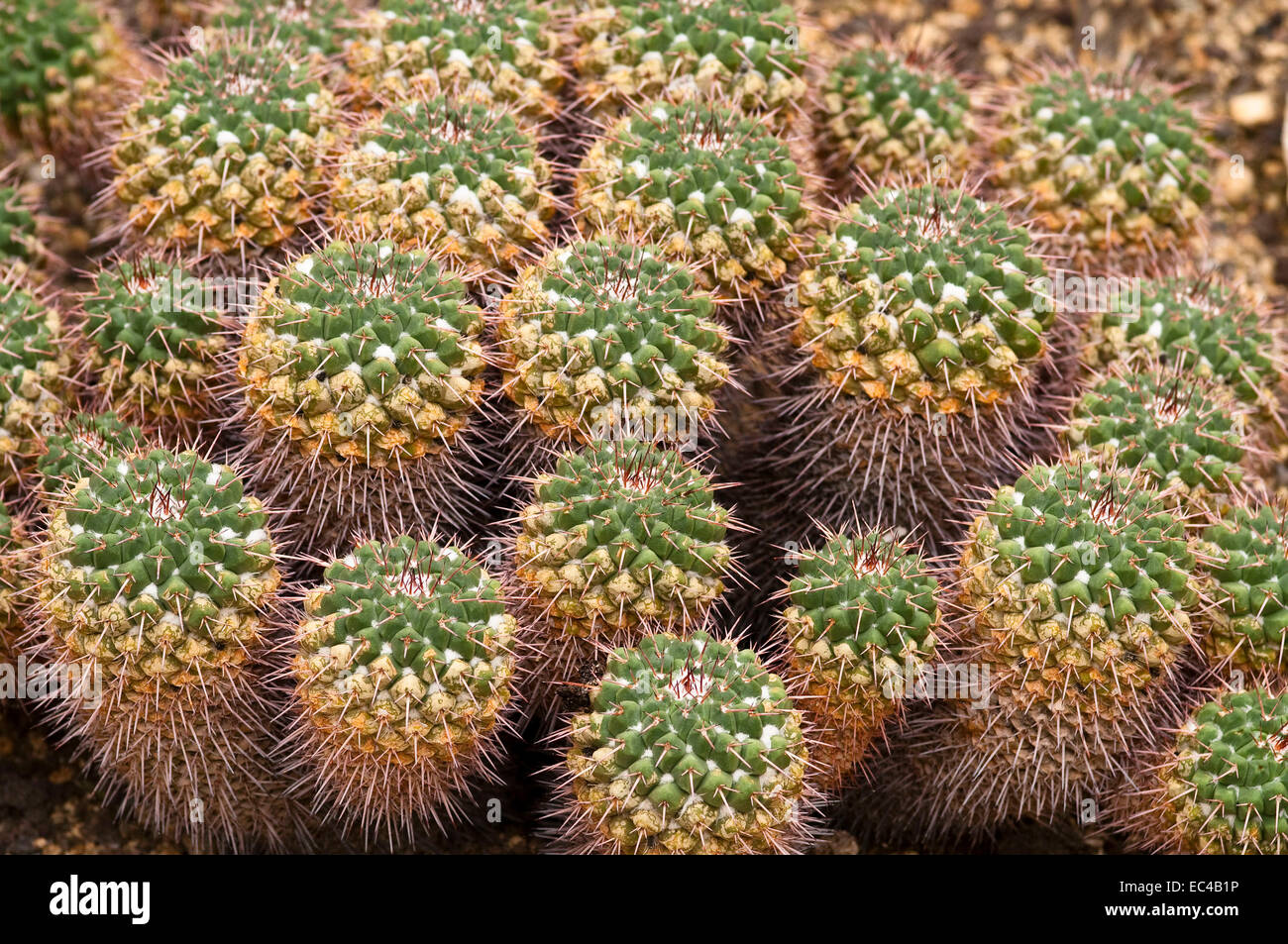 Mother of Hundreds, Mammillaria compressa, Mexico Stock Photo Alamy