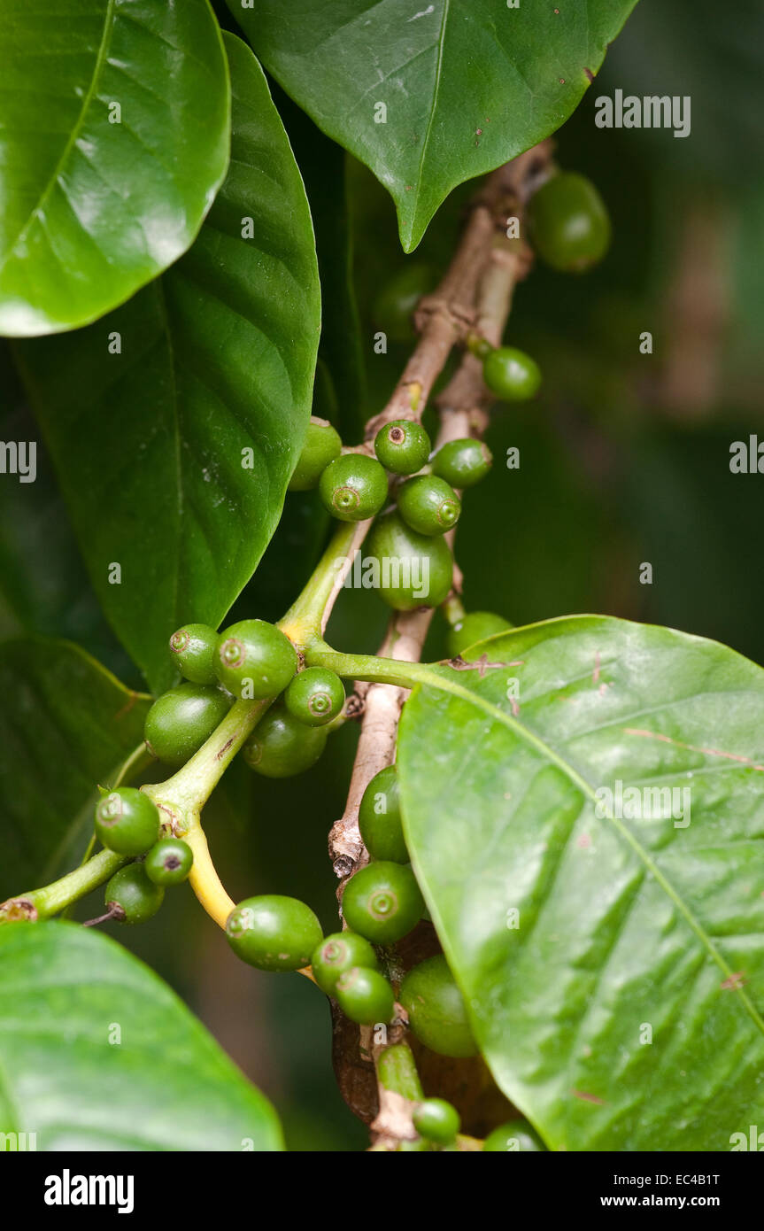 Green coffee beans, coffee arabica Stock Photo Alamy