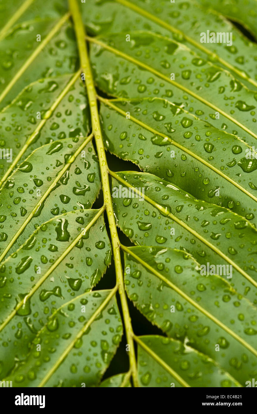 Leaf structure, Stenochlaena tenuifolia Stock Photo