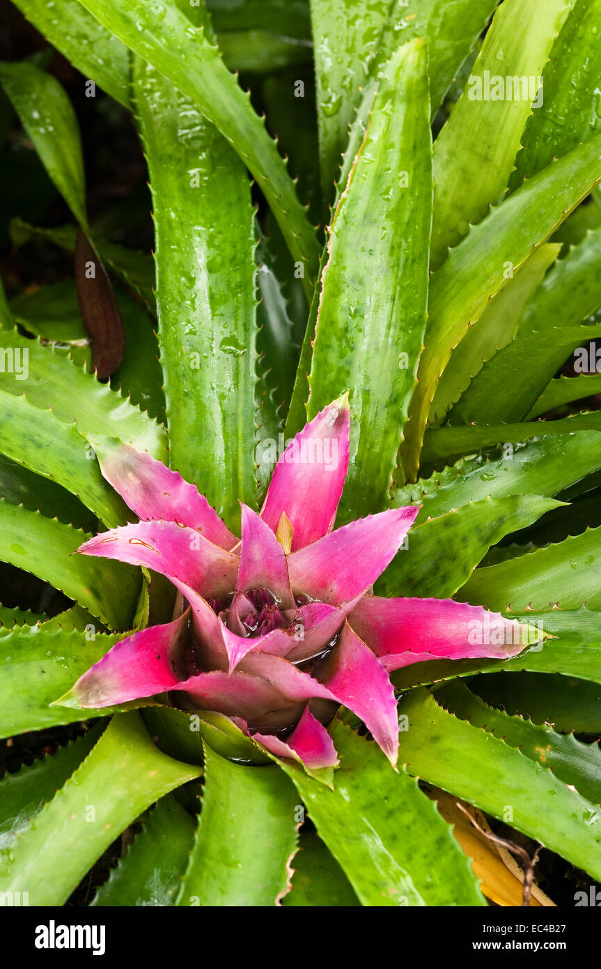 Blushing Bromeliad, Nidularium fulgens Stock Photo
