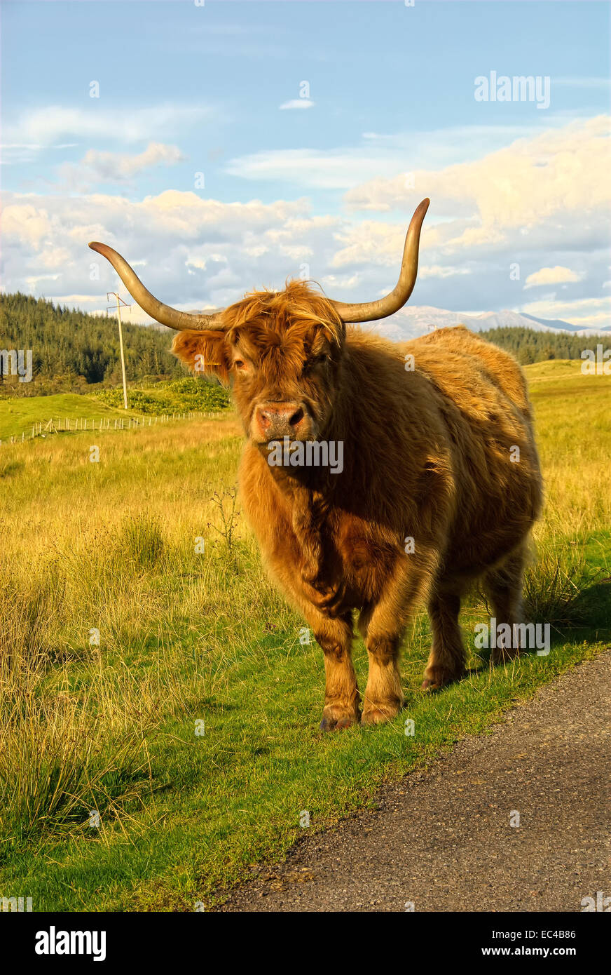 A magnificent highland cow as seen in Glen Lonan in the Highlands of ...