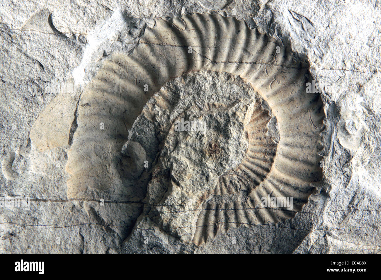 petrified fossil in limestone Stock Photo