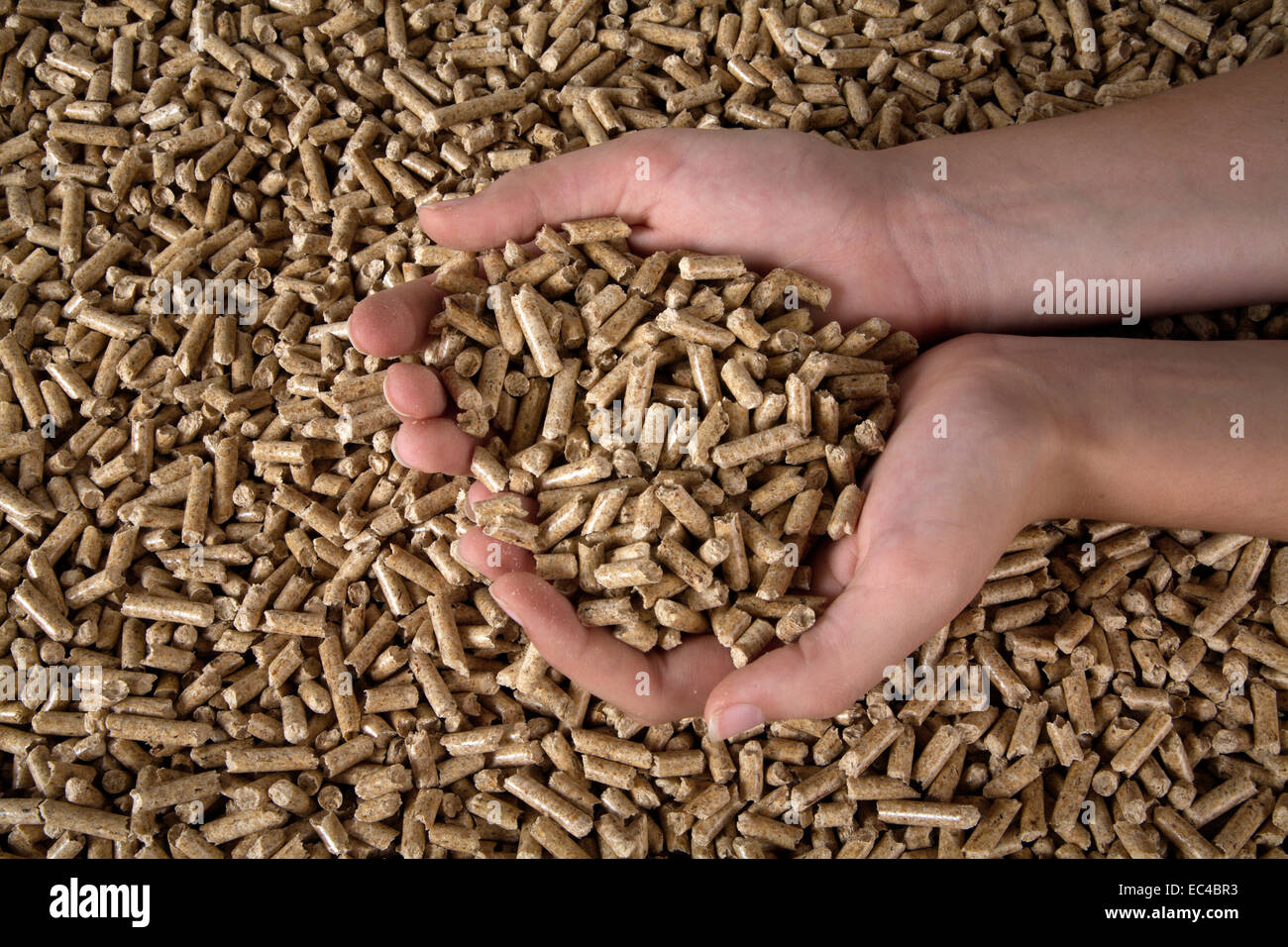checking the quality of wood pellets Stock Photo